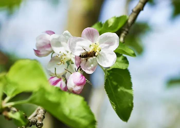 Winzerhof Wörner Apartment *